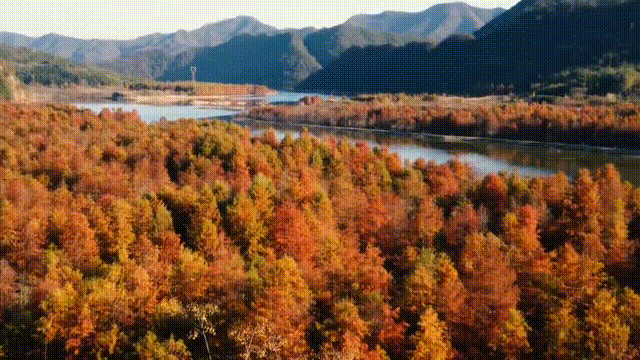 只有10%广东人才知道的粤北“云海天池红叶”，让人一眼沦陷