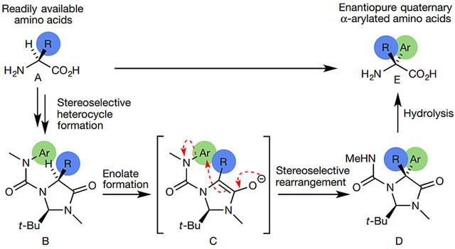 不用过渡金属催化剂的-氨基酸不对称芳基化
