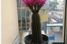 家里养仙人球，掌握3个要素，小球又胖又爆崽，开花还不少图片