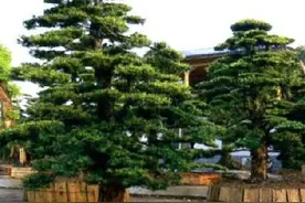 给一米直杆罗汉松造型，按2个方案做，效果还不错图片