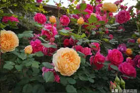 秋季月季花这3种虫害高发，专吃嫩芽和叶片图片