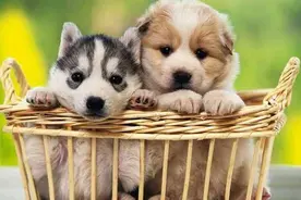 300元与3000元的狗狗有何区别？图片