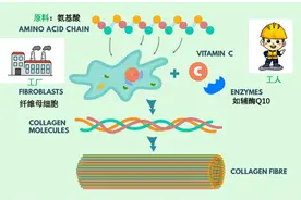 口服胶原蛋白是智商税吗？图片