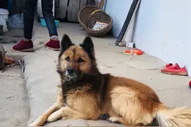 柴犬一生只认一家主人图片