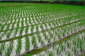 以色列的水稻非淹水滴灌栽培技术，产量提高1.5倍图片