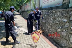 柳州街头有流浪狗乱窜，“处置小队”出手了！这些养狗乱象也归他们管图片