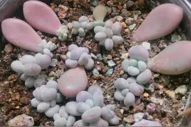 秋天可以叶插6种植物，一片叶子就能繁殖，养1年就能变大苗图片