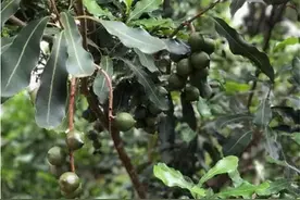 步沃柑后尘？连年跌价一斤剩5元，仍很多人投入，产量将迎井喷图片