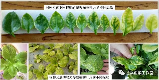 鱼菜共生植物缺素新认知