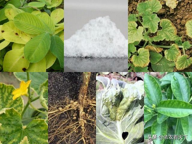 钼肥是微肥但作用大，作用虽大但别乱用，种地用它咱得先了解这些