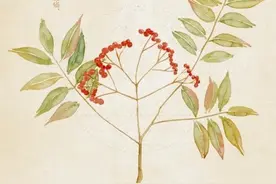 每日一中药——吴茱萸图片