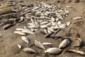 分享四个天元鲫鱼饵料配方，向老款天源鲫说再见图片