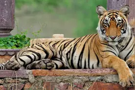 老虎和鳄鱼打架，谁会赢？母老虎玛琪莉捕杀4米鳄鱼，是真的吗？图片