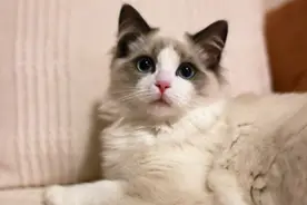 养猫小知识：这样养布偶猫，它们会越来越健康图片