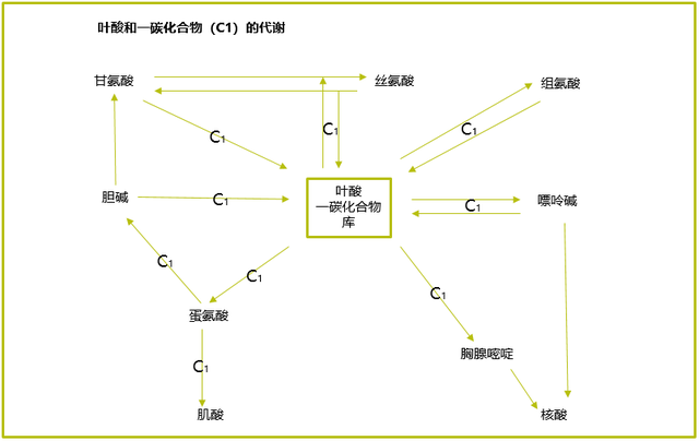 维生素营养与动物健康（二）