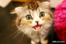 为什么男女一起养猫，猫咪却更喜欢男生呢？图片
