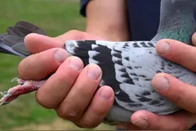 常在天上飞，哪能不丢鸽子？图片