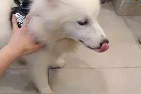 胆小萨摩耶焦虑吠叫，耐心主人用数千字记下纠正历程，训犬师惊呆图片