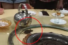 广东一饭店惊现老鼠上桌乱窜，顾客：饭店有老鼠很正常，理解一下图片