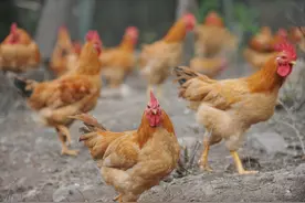 夏季养鸡喂上这两种中药，清热解毒，抵抗疾病图片