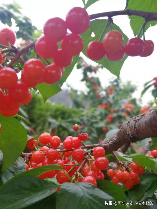 妯辨鐢ㄨ厫妞嶉吀姘存憾鑲ヤ娇鐢ㄦ柟娉曪紝甯歌闂鍙婅В绛斿姙娉? onerror=