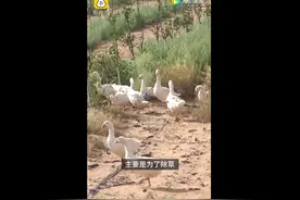 内蒙古沙漠引进2000只大鹅除杂草！省下人工费养大还能卖钱图片