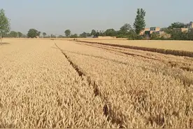 卖麦子悟出的道理，只有好好读书才是出路图片