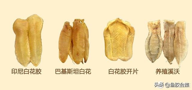 花胶扎胶 2025年花胶的胶