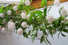 球兰夏季也能开花，掌握催花技巧，新梗长得快，一叶一枝花图片