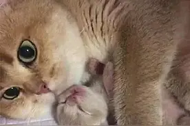 猫咪生下一名独子，铲屎官想抚摸一下，却被喵的眼神硬生生劝退了图片