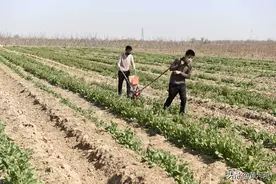 上学走不了，大学生油菜地里帮母亲犁地下化肥图片