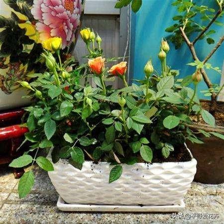 想要月季枝叶茂、开花艳，盆里用上“2种料”，效果非常好