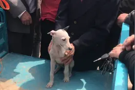 山东：狗市遇丢失爱犬，大妈让800赎回，大妈：我花800买的图片