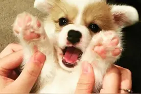 柯基犬真的“有毒”，千万别招惹它，你会中毒的！图片