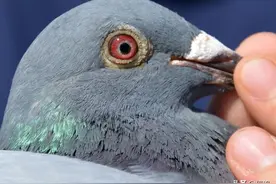 鸽子造假普遍存在，也许你还蒙在鼓里图片