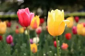 爱情两个字，为何受伤的总是多情的人图片