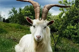 森林山火中幸存的山羊，怀有身孕的它，在消防员温柔喂水后落泪了图片