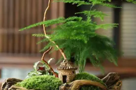 文竹夏季养护技巧分享，掌握叶片油绿茂盛，不再发黄图片