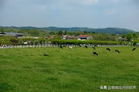 一个离成德绵市区最近的有机观光牧场——德阳原野有机牧场图片