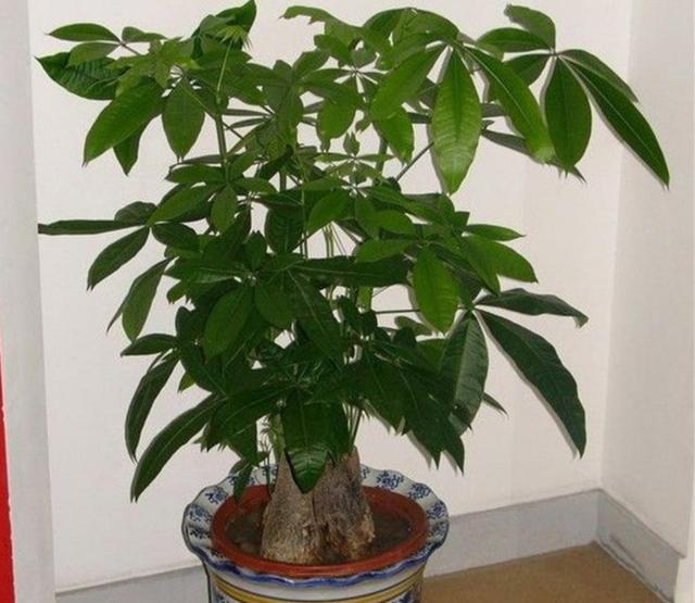 发财树盆景图片(发财树盆景图片) - 花语 - 花亭湖