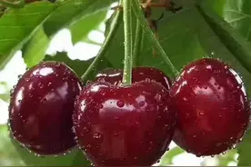 大樱桃价格这么坚挺，是太好吃还是难栽培？原因都在这儿。图片