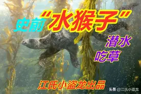 “水猴子”真的存在，喜欢下海吃海藻图片