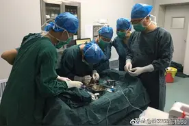 【硬核技术】市第四医院成功完成首例角膜内皮移植手术图片
