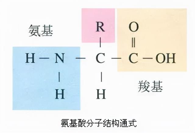 氨基酸是什么？有什么作用？听专家一讲，长知识了