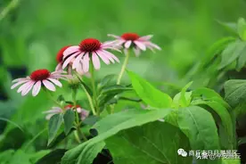 商丘市日月湖景区：一场美丽的遇见——松果菊图片
