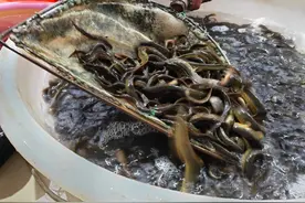 泥鳅沦为放生鱼，曾经的水中人参，现在8元无人问，为何不受待见图片