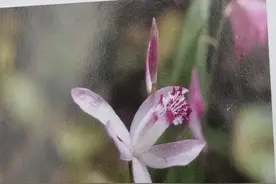 今天，我们来了解收敛止血要药——白及图片