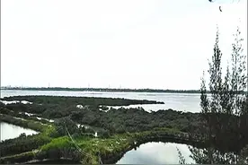 走进湛江最美古村，探寻先祖卧薪尝胆，誓死守护麻俸的感人故事图片