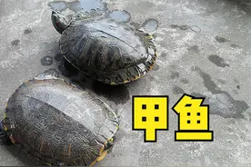 俗语“上岸甲鱼莫伸手，下山野鸡不能追”，为何？老祖宗话在理图片