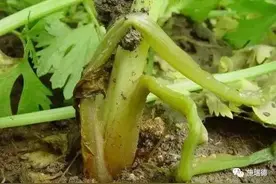 露地秋芹亩产10吨？做到这三点你才有可能图片